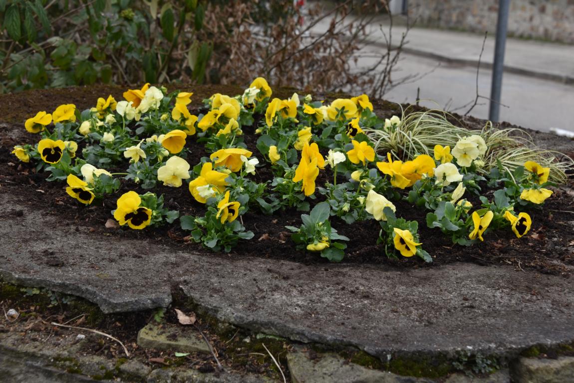 Frühling an der Schmachtenbergstraße